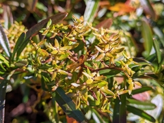 Hypericum densiflorum