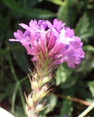 Verbena rigida