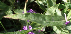 Verbena rigida
