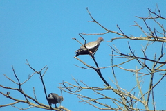 Patagioenas picazuro