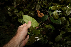 Diospyros fasciculosa