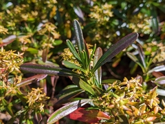 Hypericum densiflorum