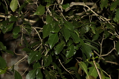Auranticarpa rhombifolia