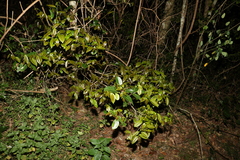 Diospyros fasciculosa