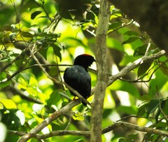 Chiroxiphia pareola