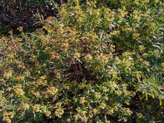 Hypericum densiflorum