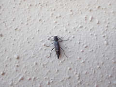 Xylotrechus sagittatus