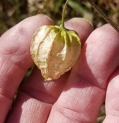 Physalis longifolia
