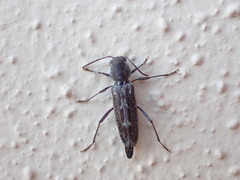 Xylotrechus sagittatus
