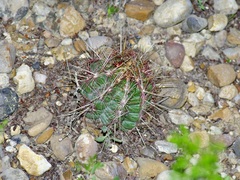 Thelocactus bicolor bicolor