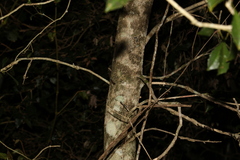 Auranticarpa rhombifolia