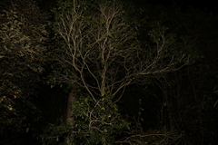 Auranticarpa rhombifolia