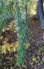 Picea
