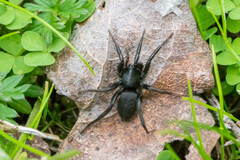 Zelotes
