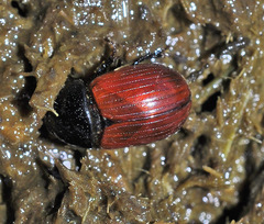 Aphodius fimetarius