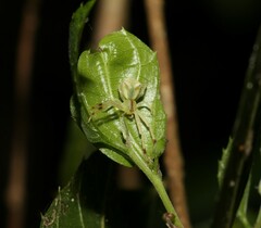 Sidymella rubrosignata