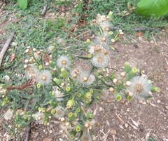 Erigeron bonariensis