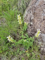 Agastache pallidiflora