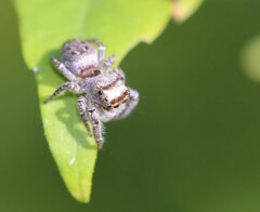 Eris militaris