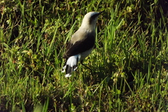 Fluvicola nengeta