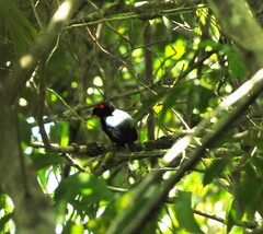 Chiroxiphia pareola