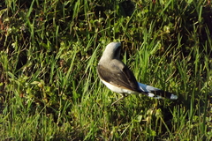 Fluvicola nengeta