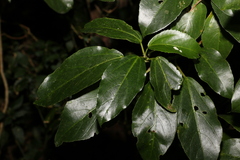 Dendrocnide photiniiphylla