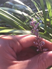Liriope muscari