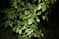 Dendrocnide photiniiphylla