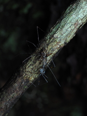 Forsteropsalis pureora