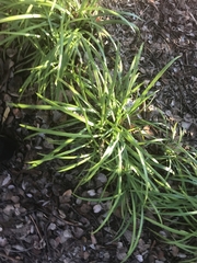 Liriope muscari