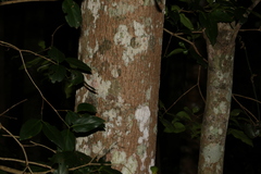 Dendrocnide photiniiphylla