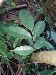 Rourea surinamensis