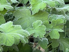 Alchemilla mollis