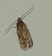 Glyphidocera juniperella