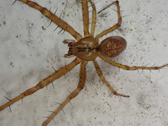 Metellina segmentata