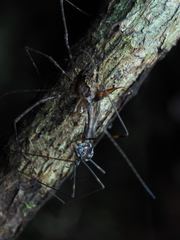 Forsteropsalis pureora