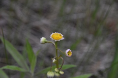 Erigeron philadelphicus