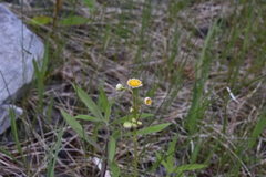 Erigeron philadelphicus