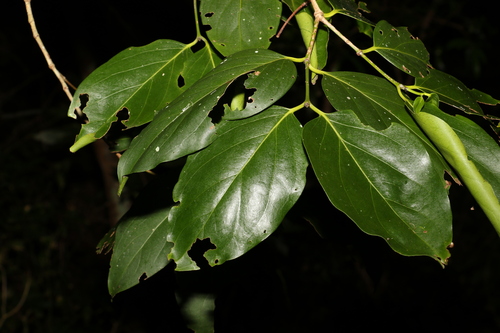 Image of Psydrax lamprophyllus by (c) Greg Tasney, some rights reserved (CC BY-SA)