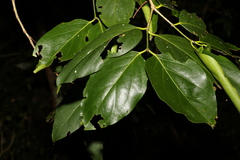 Psydrax lamprophylla