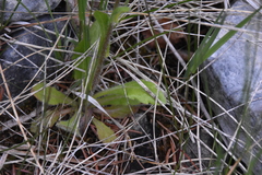 Erigeron philadelphicus