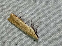 Mesophleps adustipennis