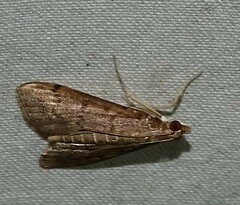 Herpetogramma phaeopteralis