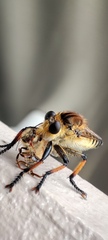 Promachus yesonicus