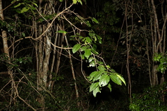 Psydrax lamprophylla