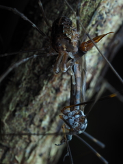 Forsteropsalis pureora