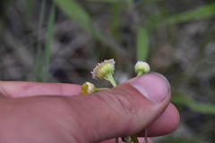Erigeron philadelphicus