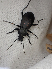 Carabus hortensis