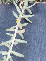 Castela erecta